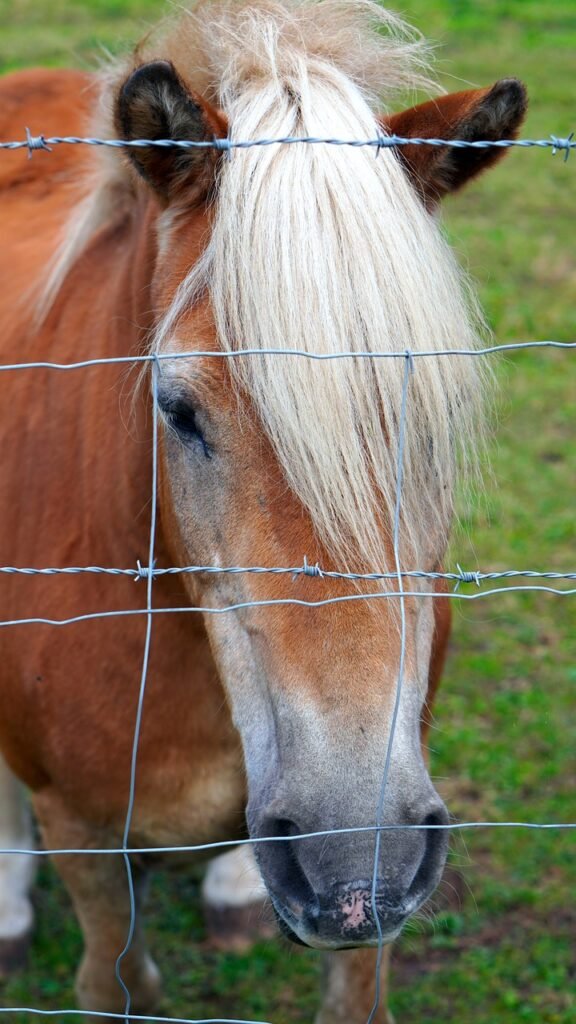 horse, horse head, fence-5626574.jpg